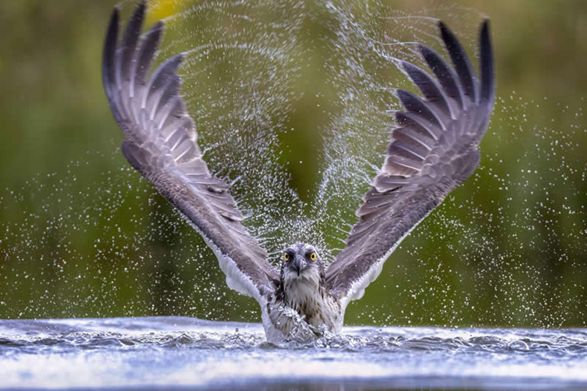 پرواز عقاب از داخل آب