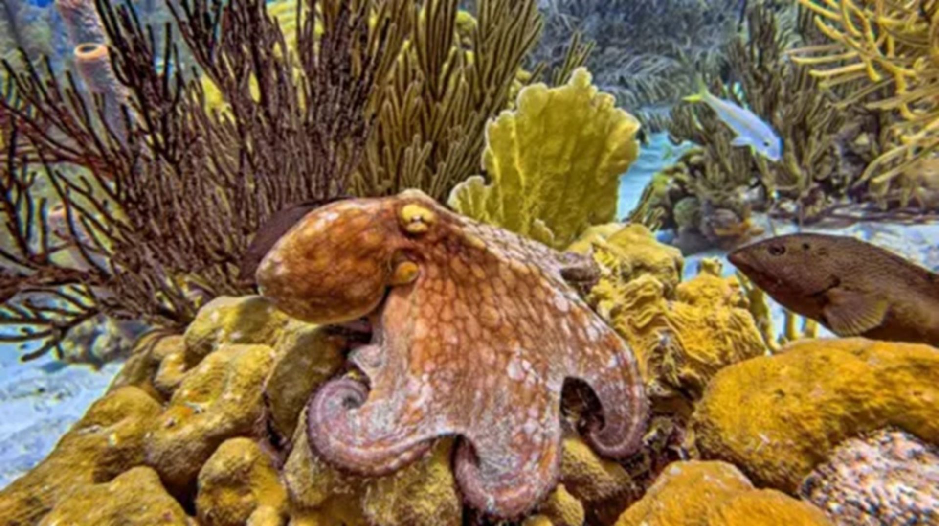 اختاپوس‌های باستانی با طول ۱۹ متر