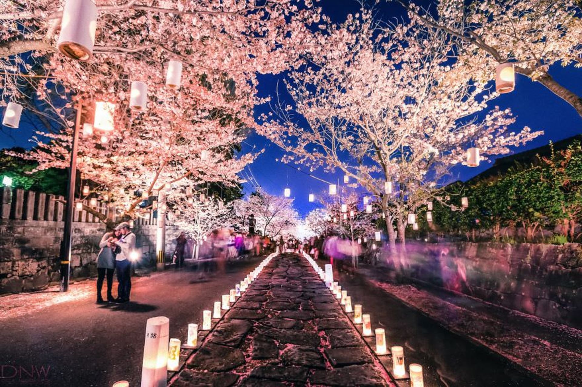 2015-06-cherry-blossom-lantern-festival-japan__880