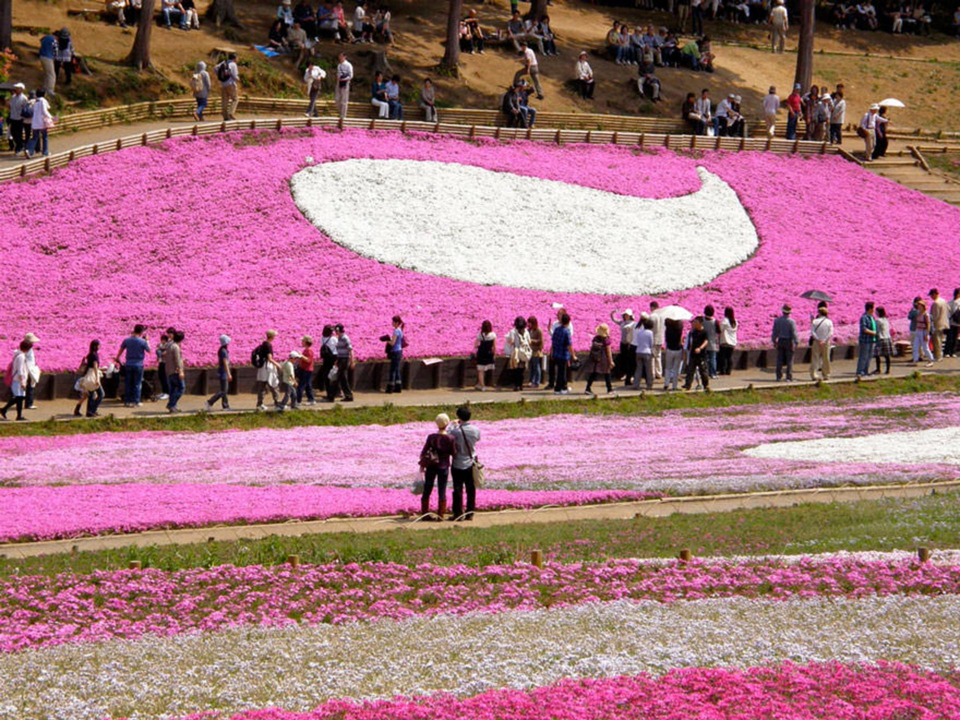 2015-06-unique-festivals-around-the-world-fuji-shibazakura-festival-hitsujiyama-park-2