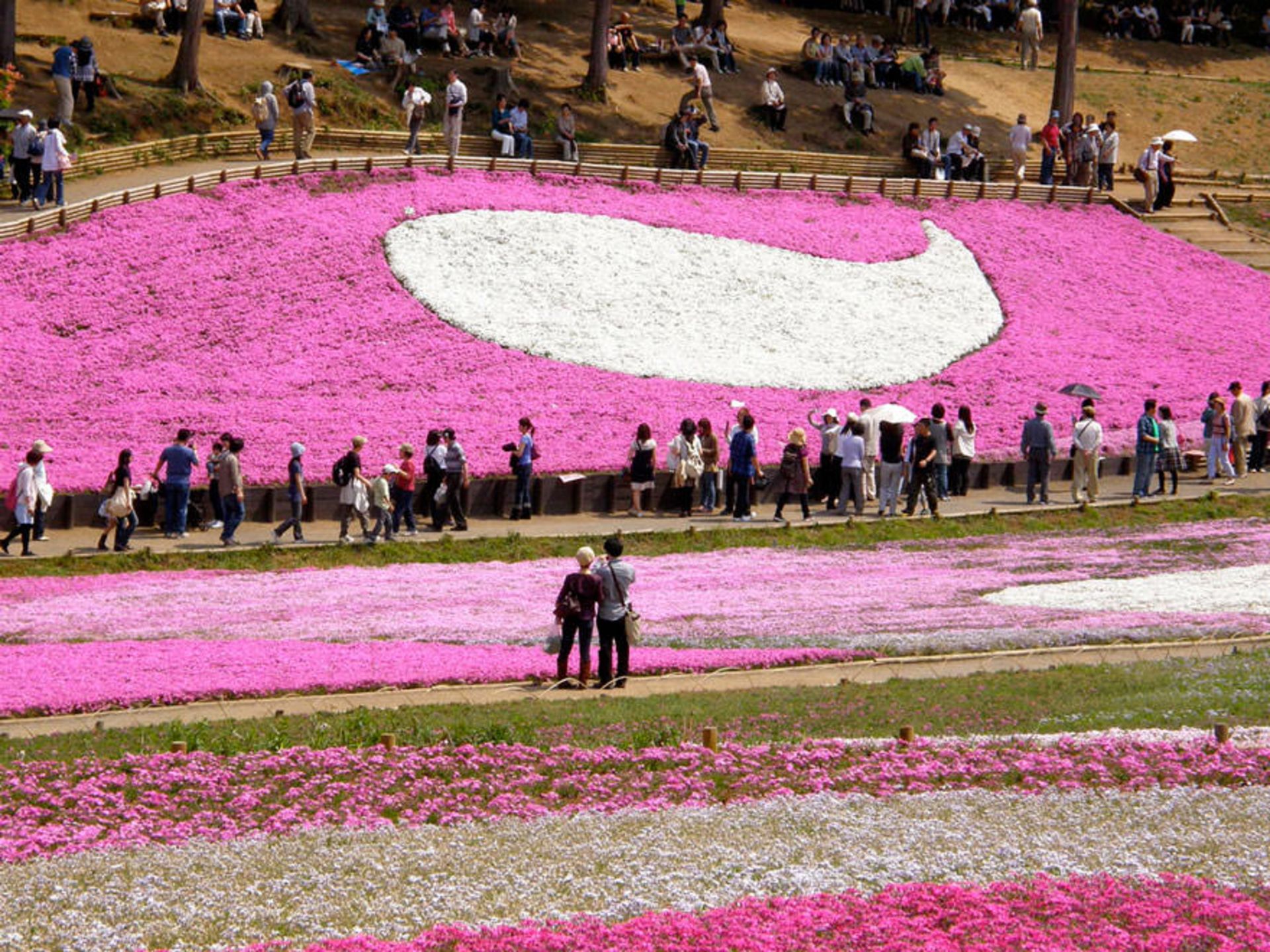 2015-06-unique-festivals-around-the-world-fuji-shibazakura-festival-hitsujiyama-park-2