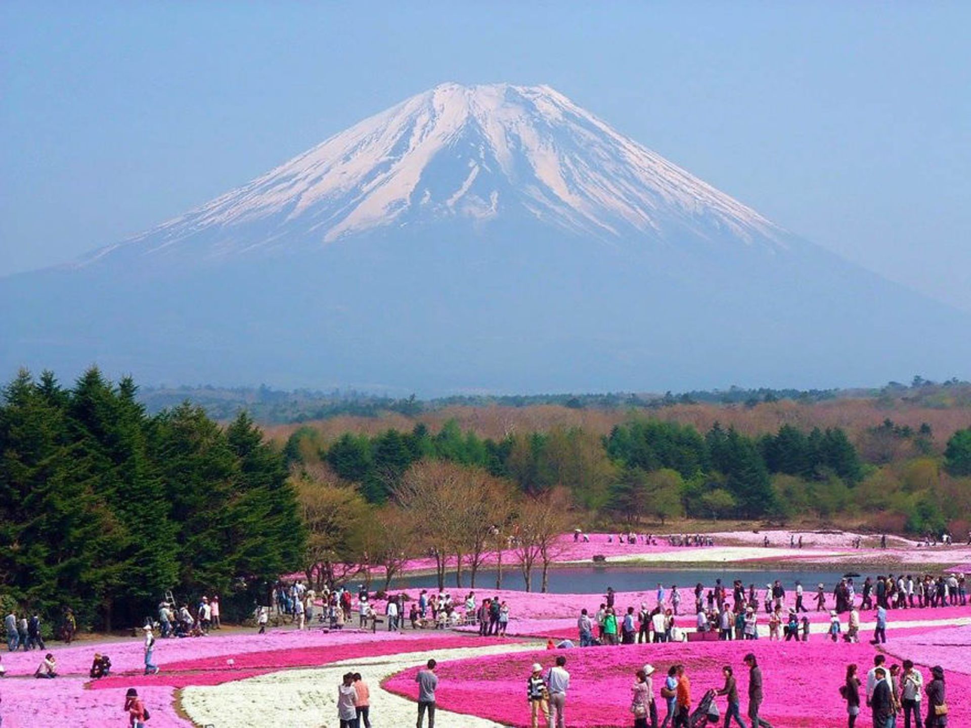 2015-06-unique-festivals-around-the-world-fuji-shibazakura-festival-hitsujiyama-park__880