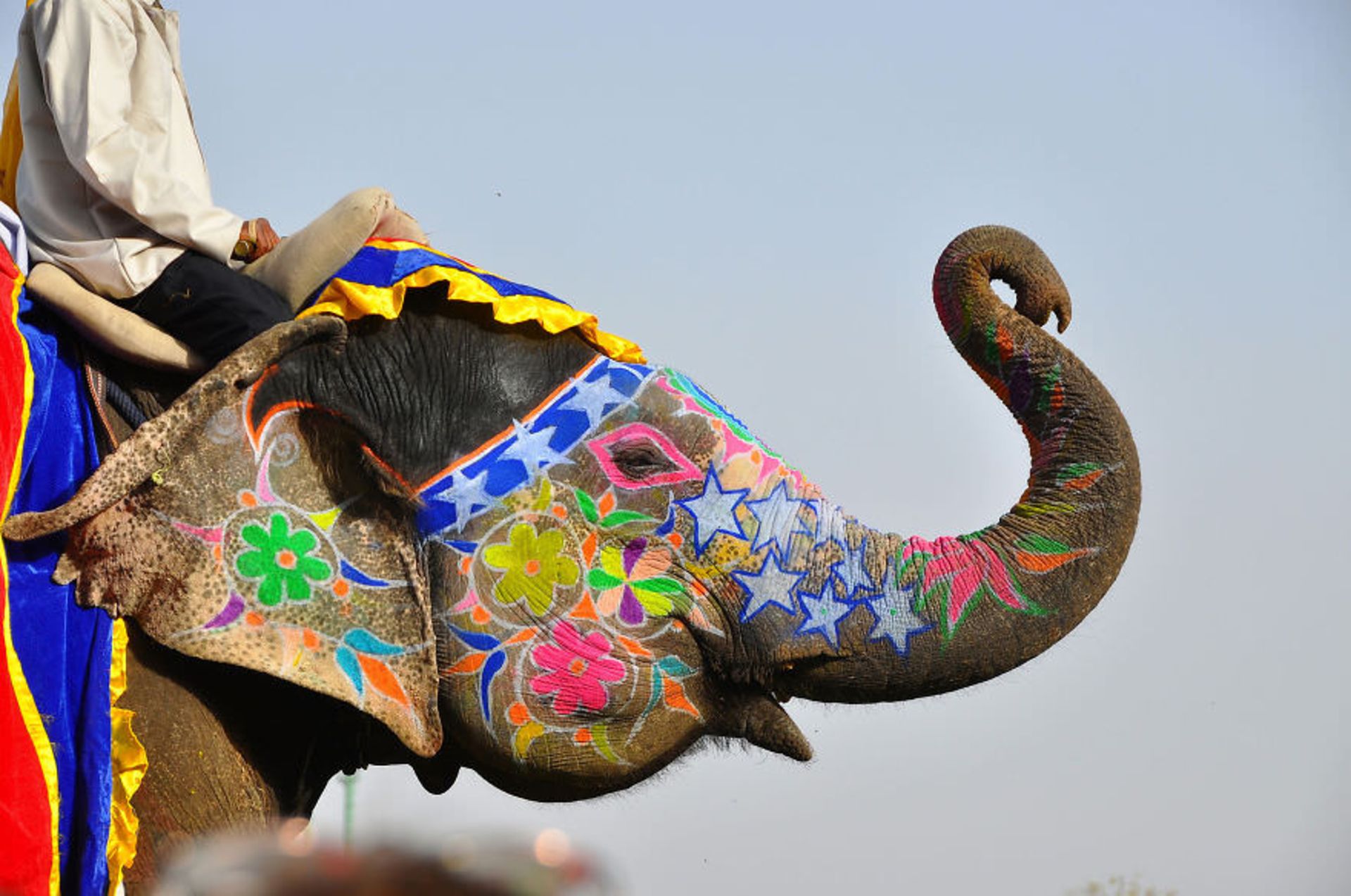 2015-06-unique-festivals-around-the-world-jaipur-elephant-festival__880