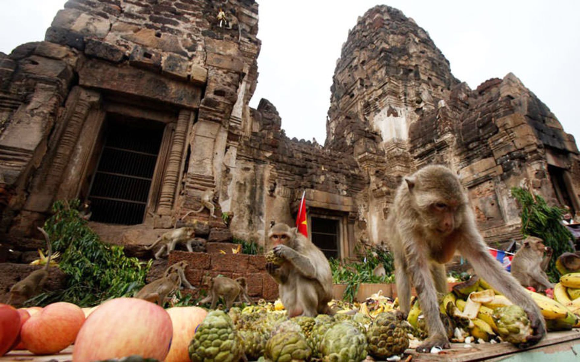2015-06-unique-festivals-around-the-world-monkey-buffet-festival-thailand__880