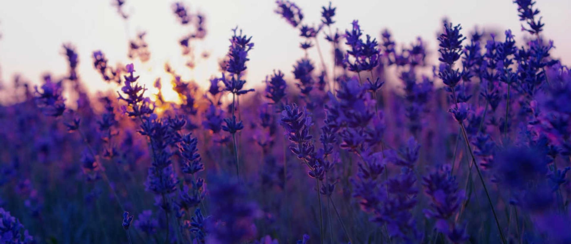 2015-07-1419-field-lavender-purple-flowers-nature-photo