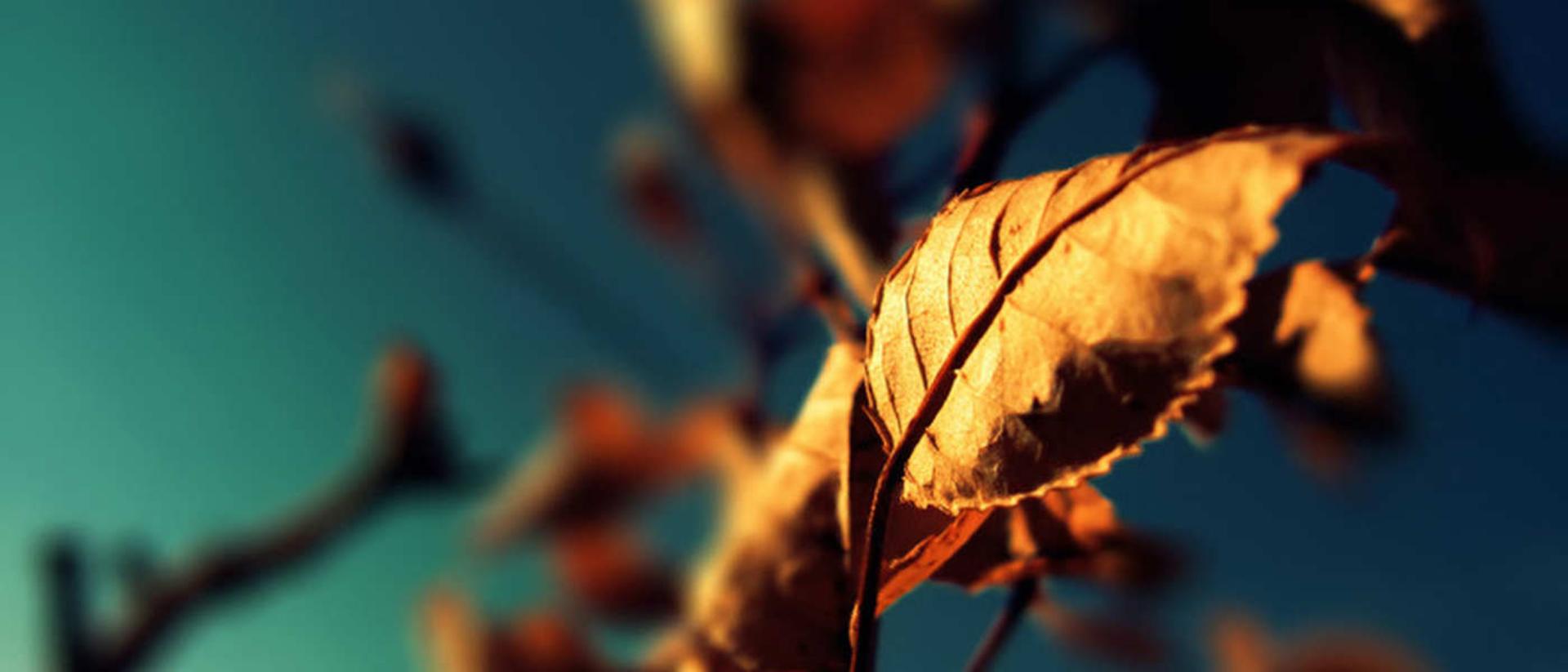 2015-07-6851954-photography