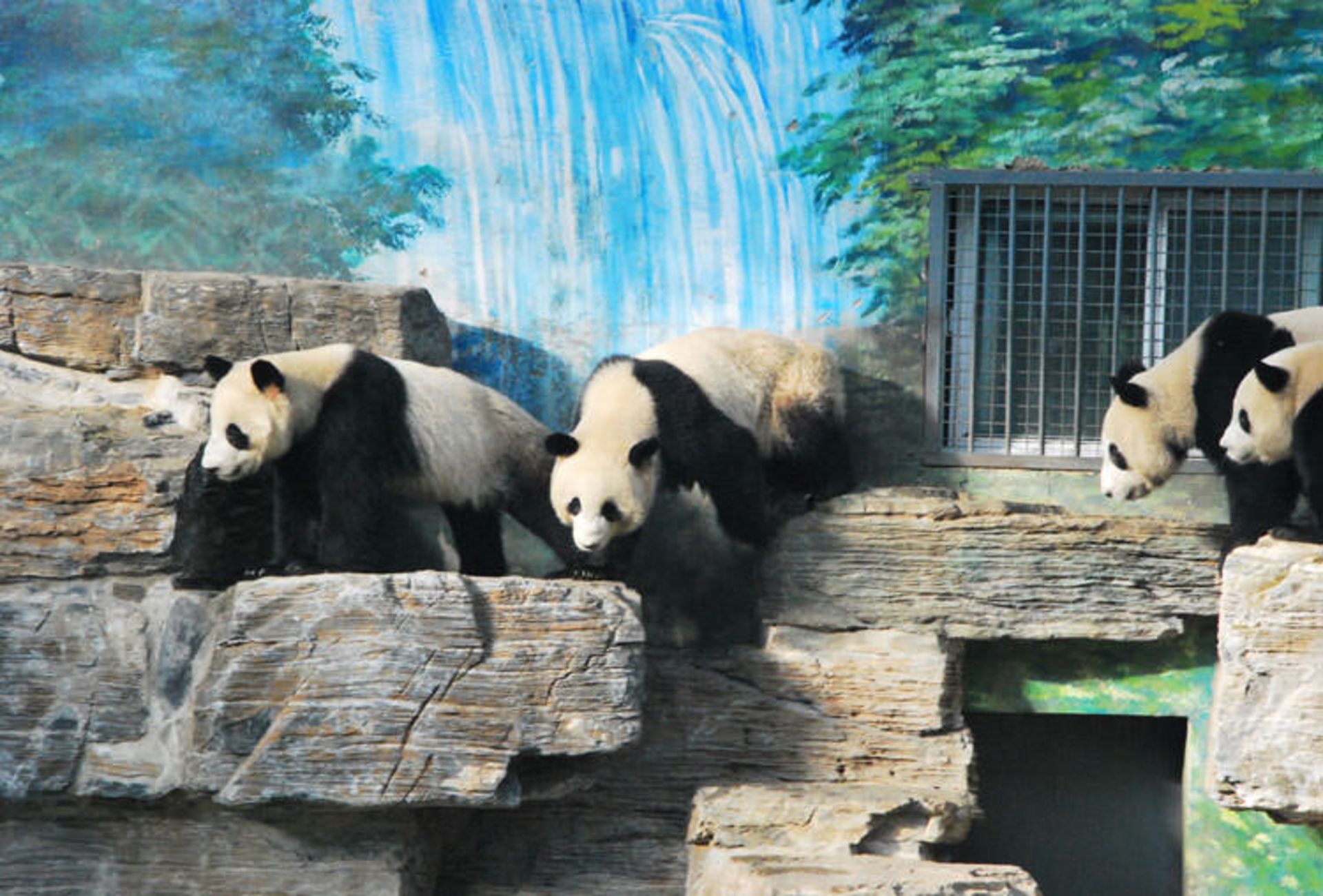 2015-07-beijing-beijingzoo-5394494-o