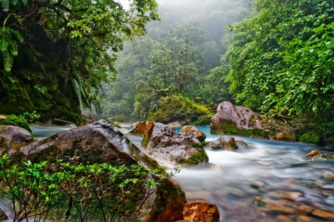 2015-07-costaricajungle
