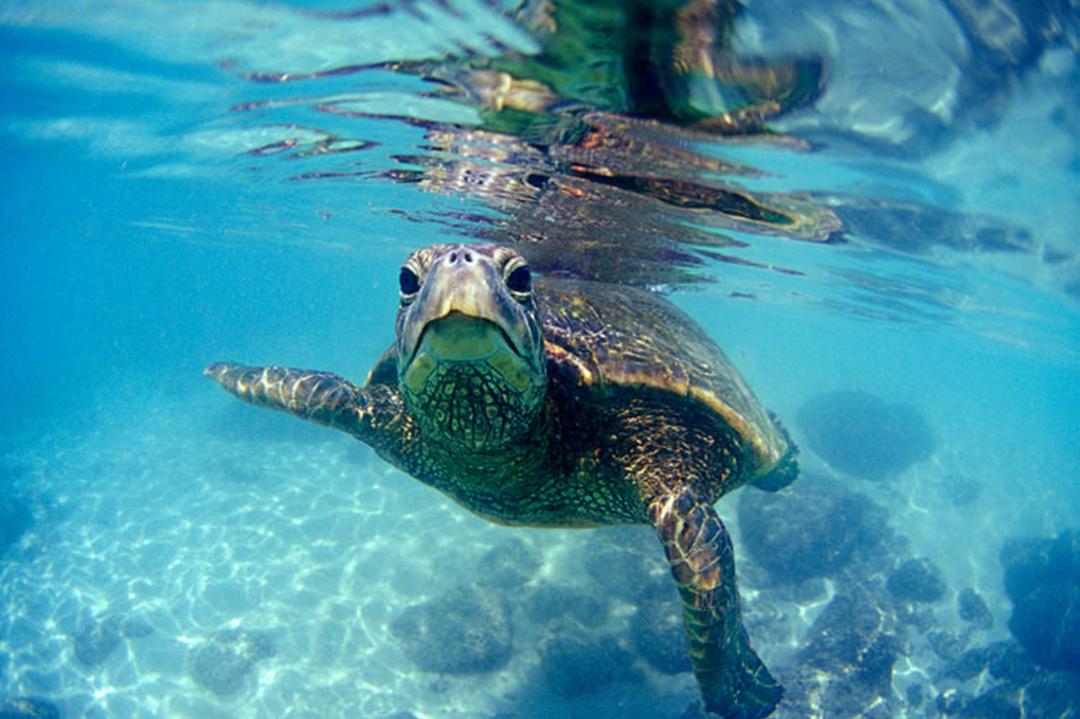 2015-07-friendly_hawaiian_sea-turtle