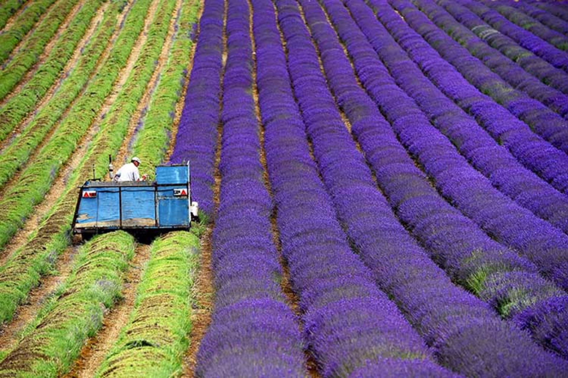 2015-07-lavender-fields-1