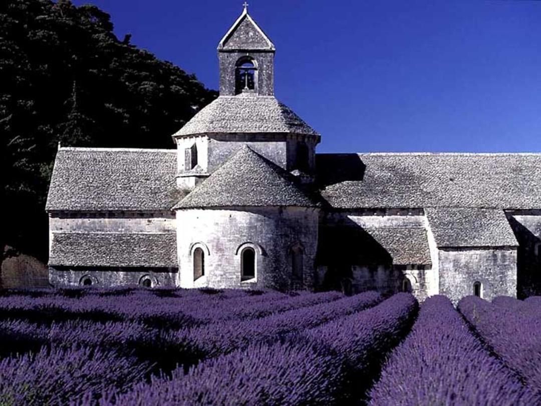 2015-07-lavender-fields-10