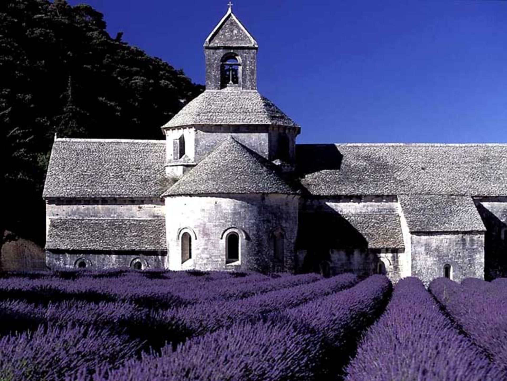 2015-07-lavender-fields-10