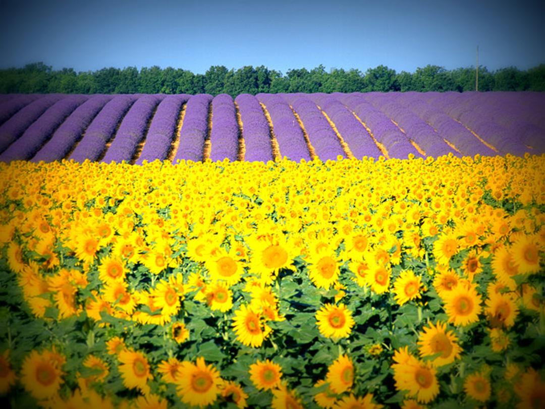 2015-07-lavender-fields-11