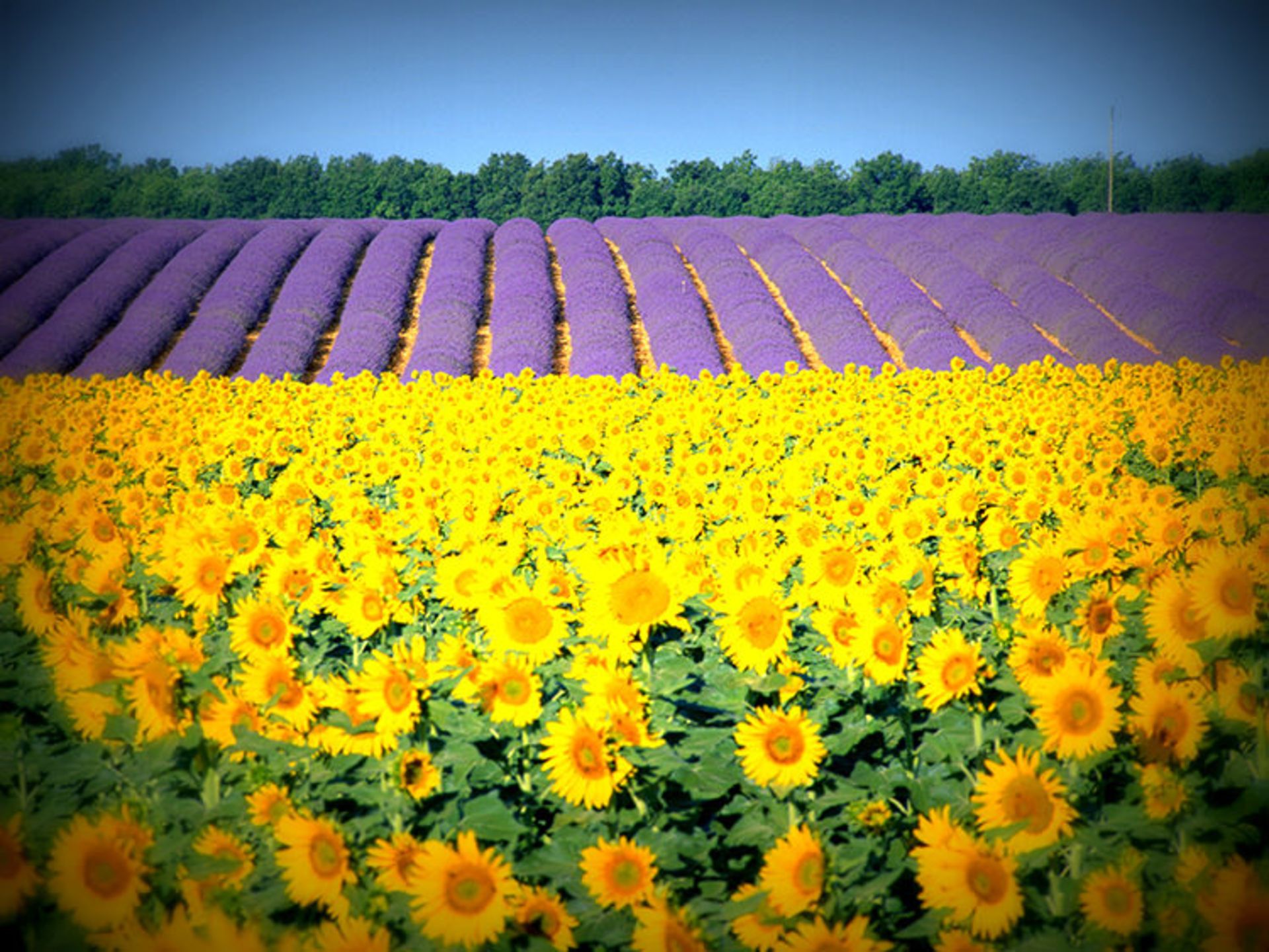 2015-07-lavender-fields-11
