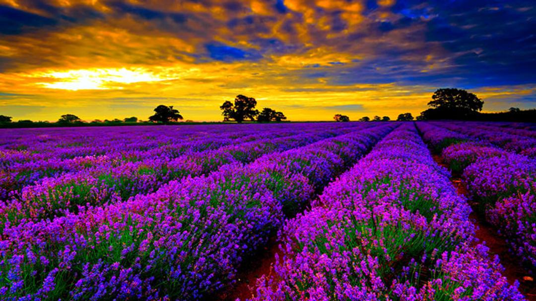 2015-07-lavender-fields-13