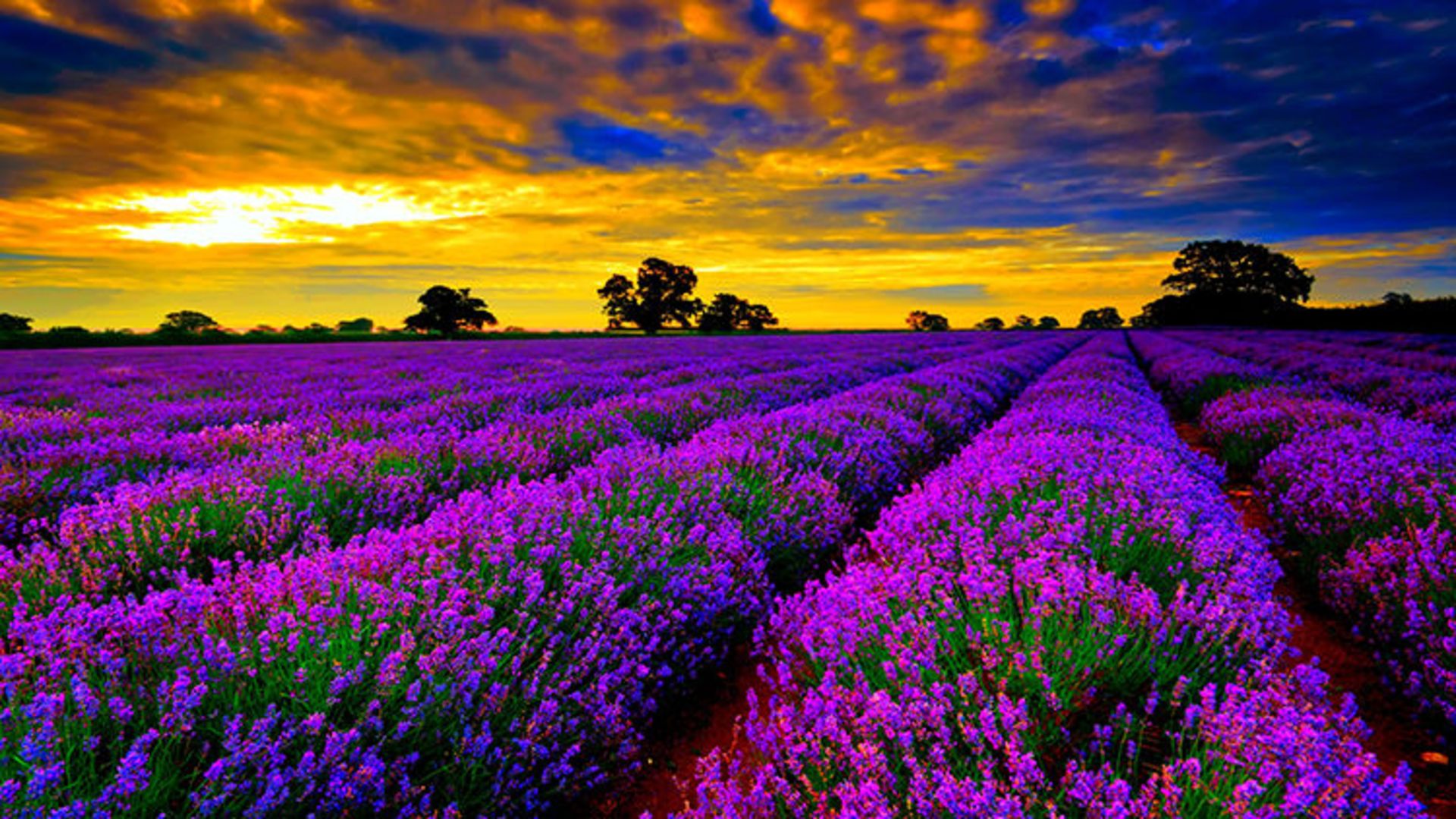 2015-07-lavender-fields-13