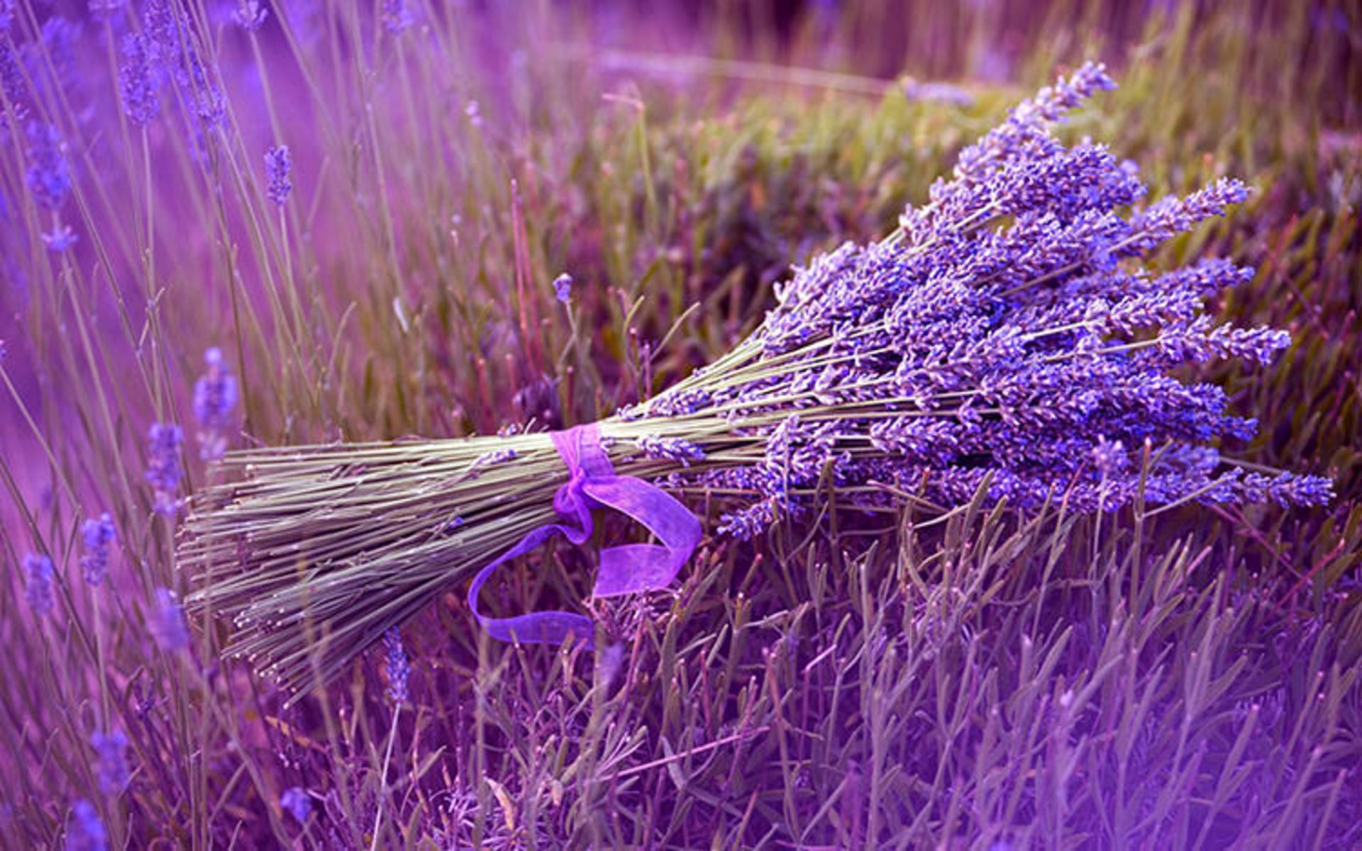 2015-07-lavender-fields-14