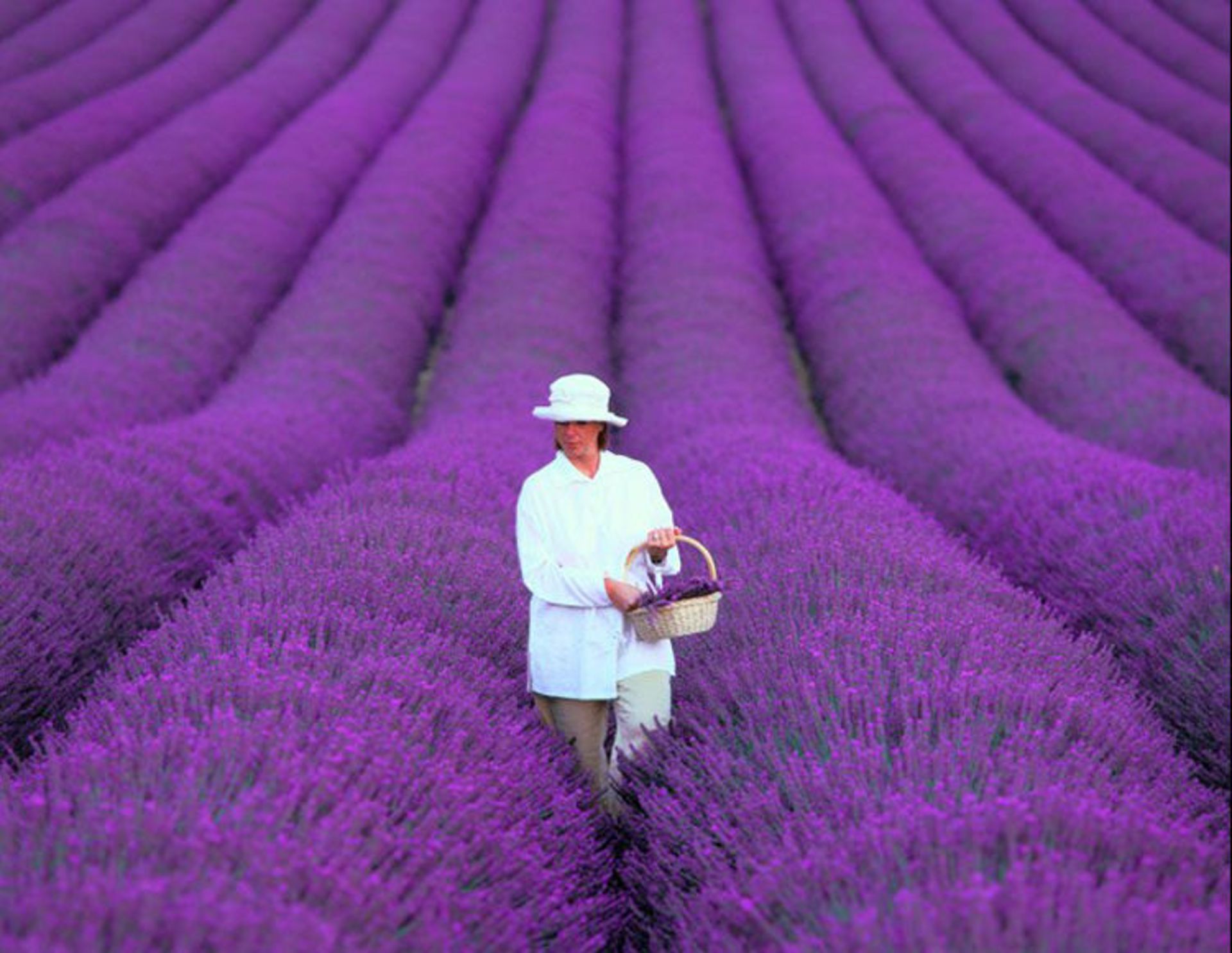 2015-07-lavender-fields-15