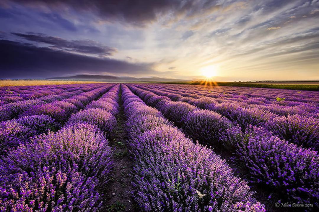 2015-07-lavender-fields-2