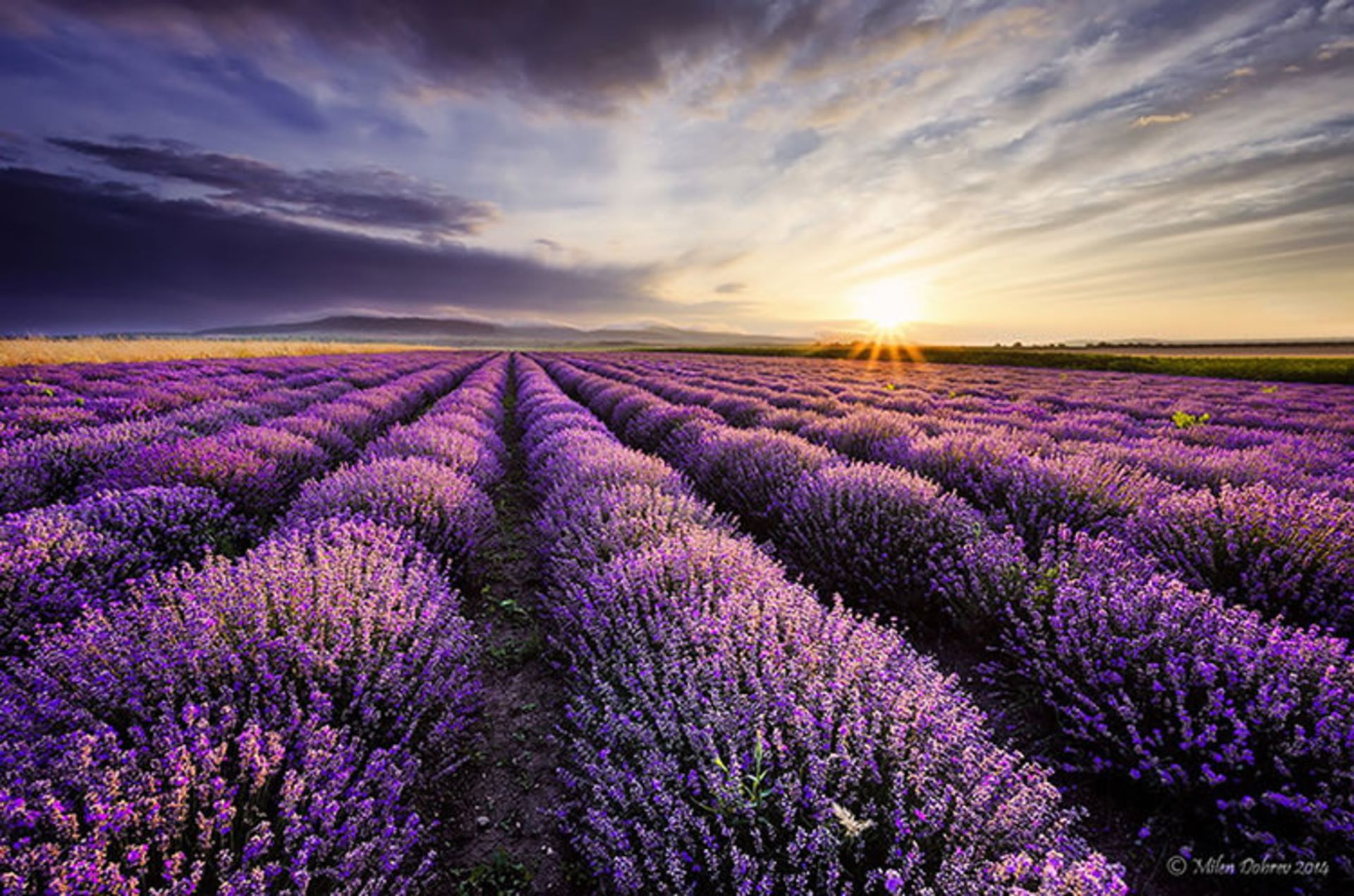 2015-07-lavender-fields-2