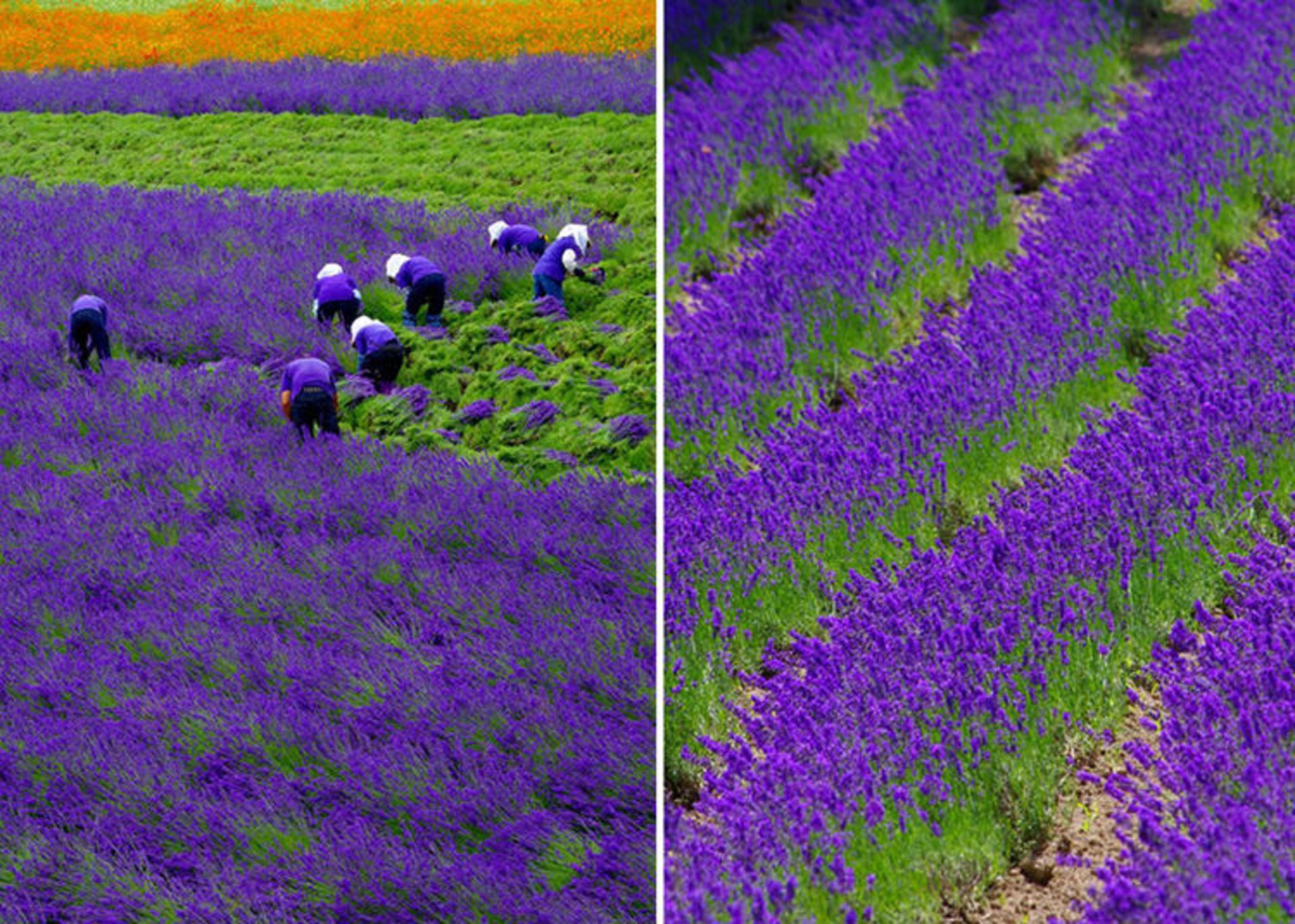 2015-07-lavender-fields-3