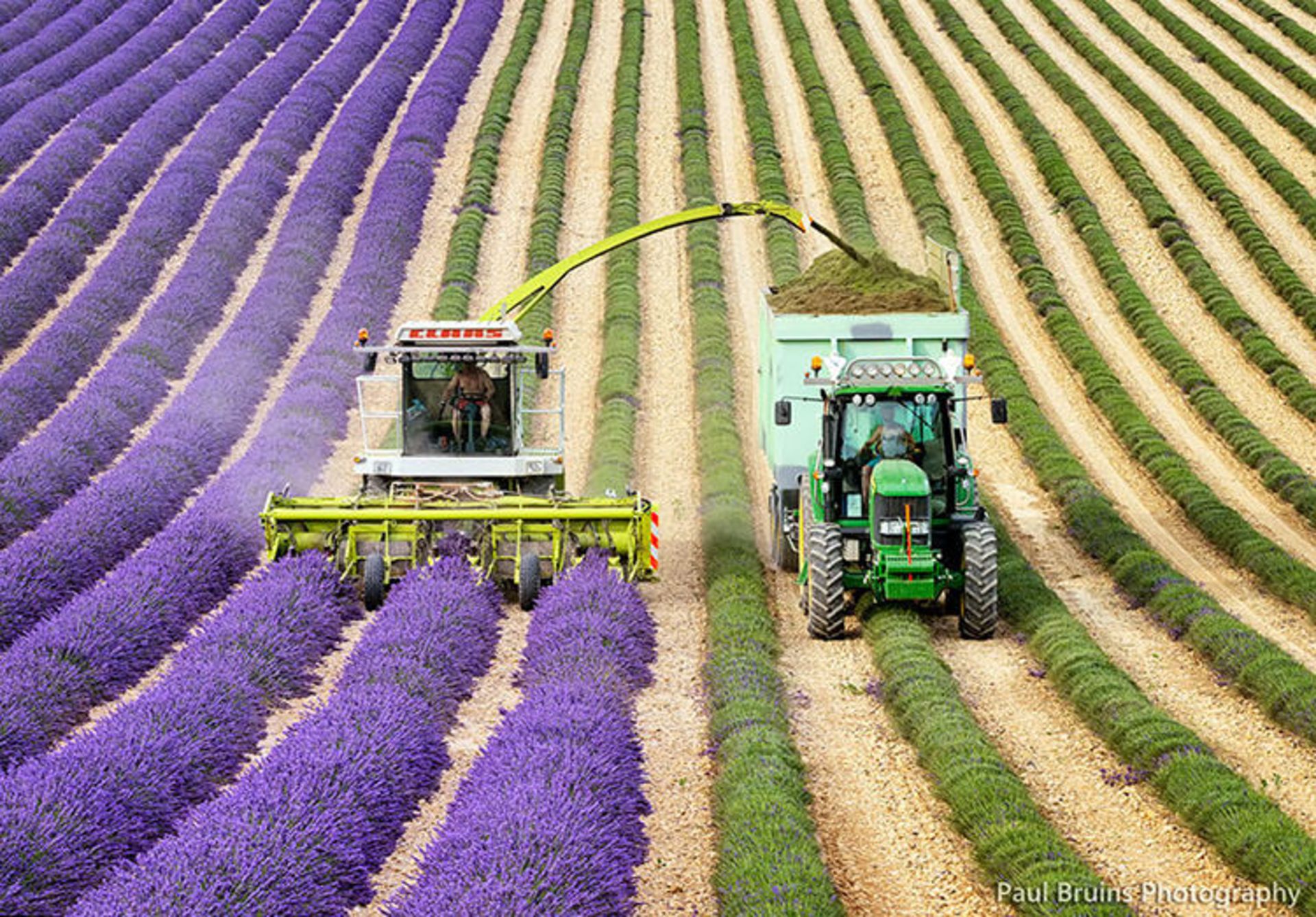 2015-07-lavender-fields-4