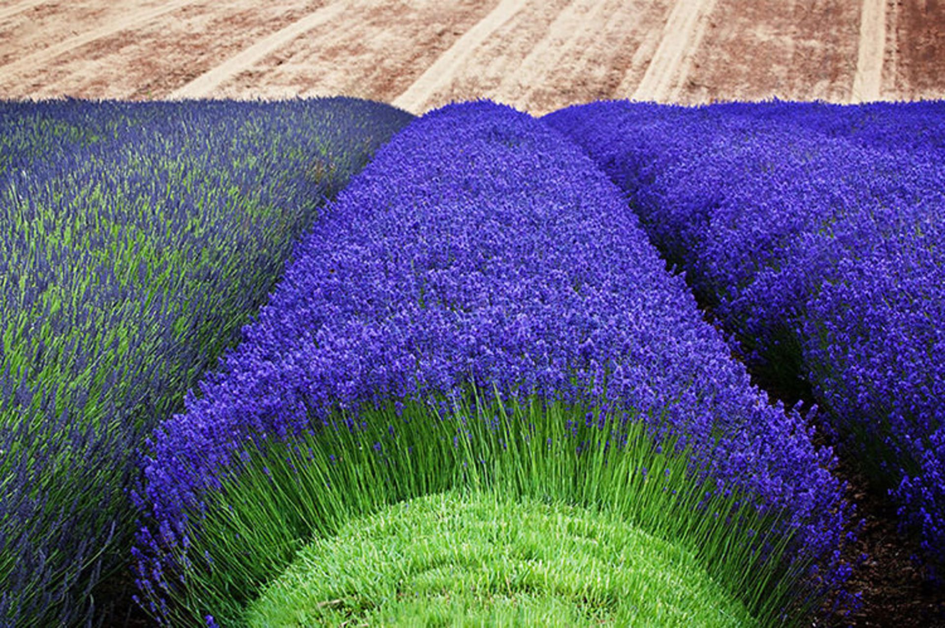 2015-07-lavender-fields-5