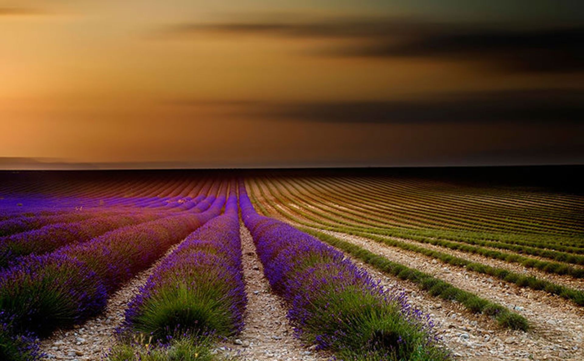 2015-07-lavender-fields-6