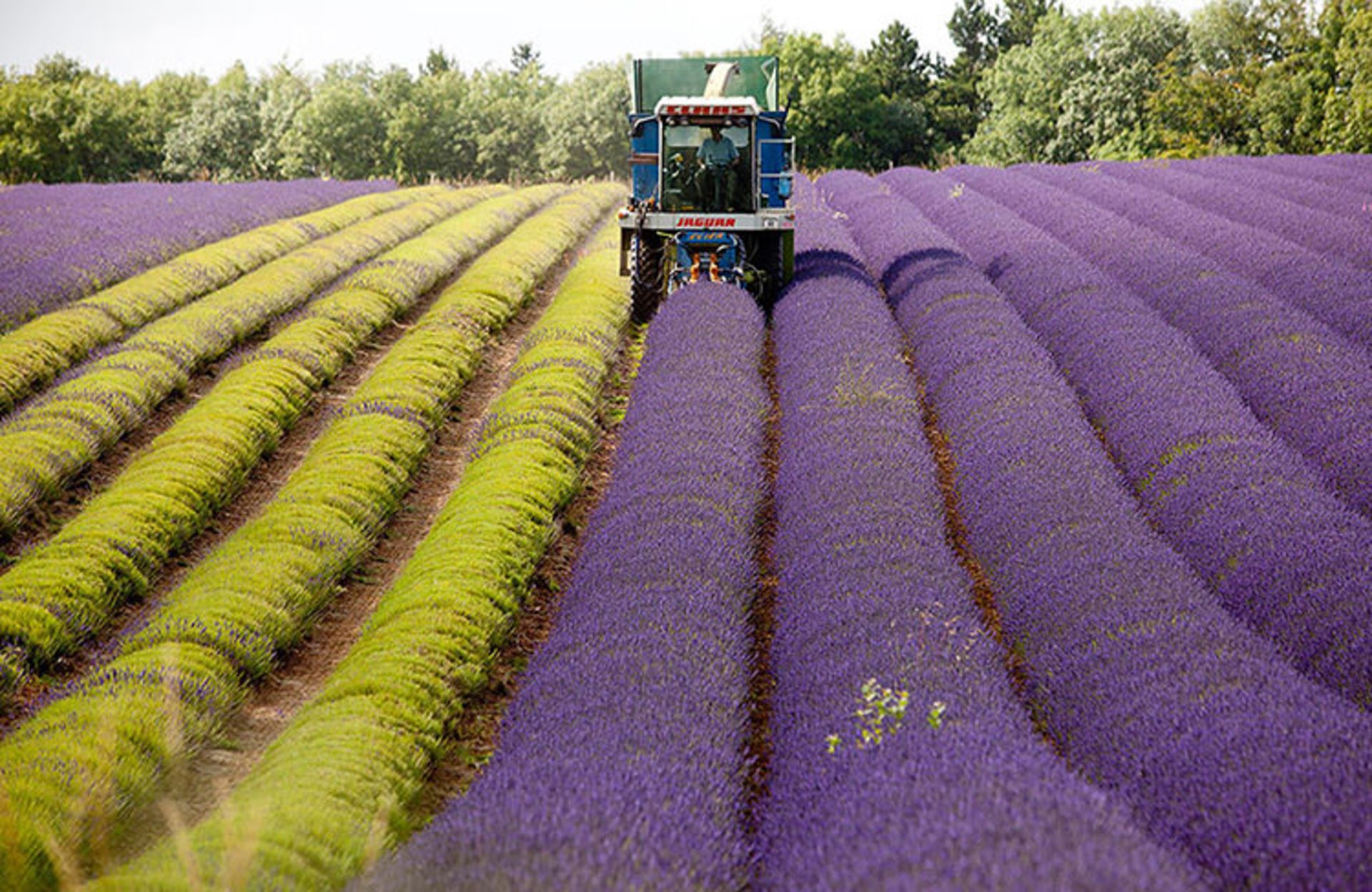 2015-07-lavender-fields-7