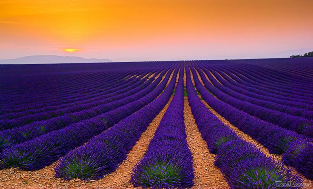 2015-07-lavender-fields-8