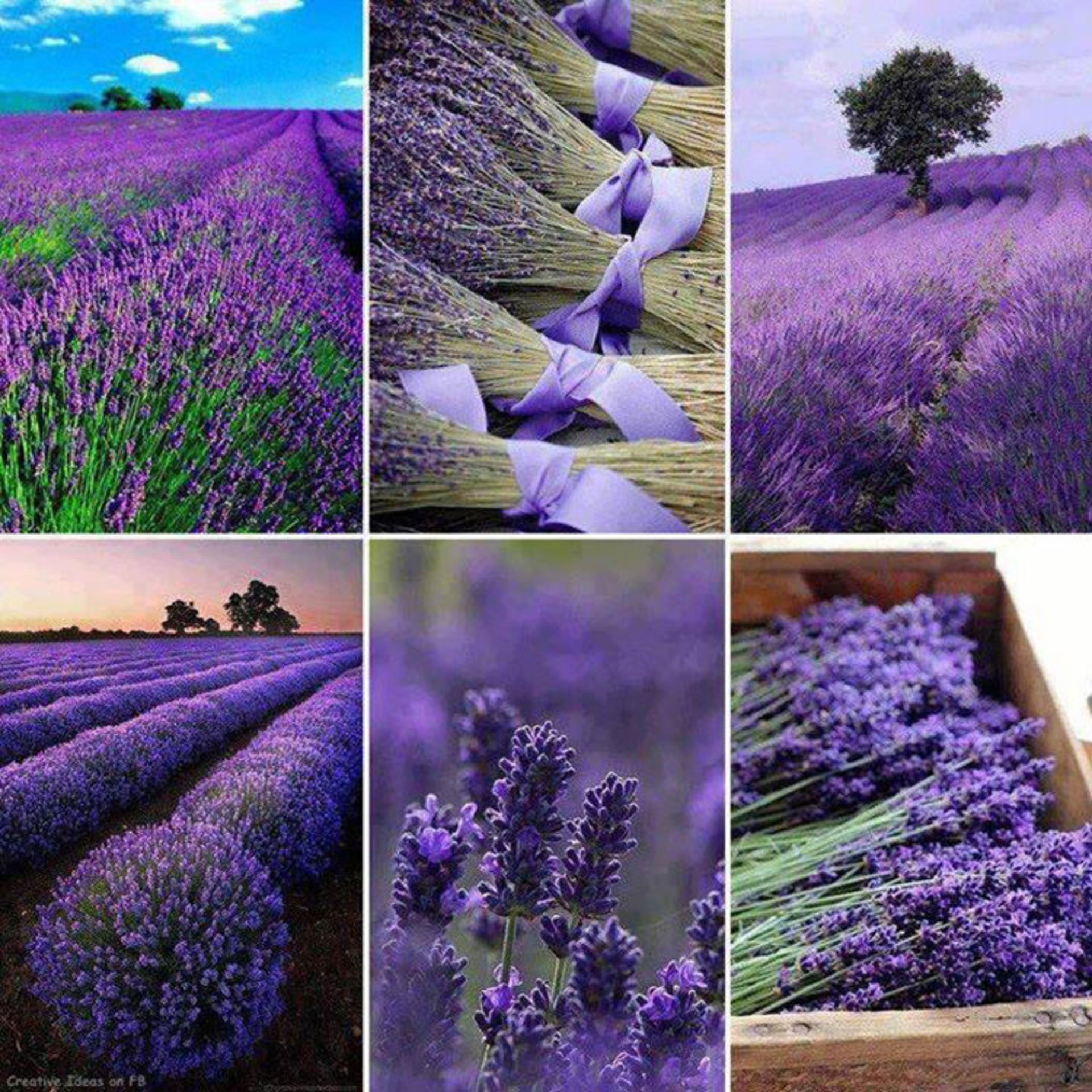 2015-07-lavender-fields-9