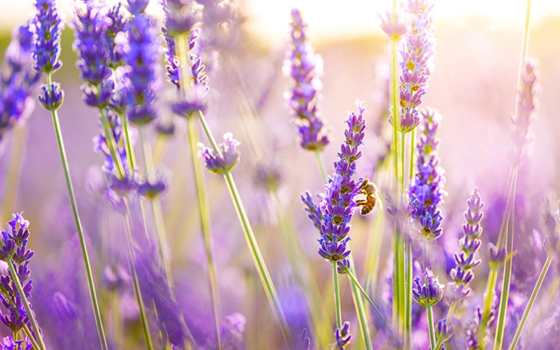 2015-07-lavender_flowers-wide