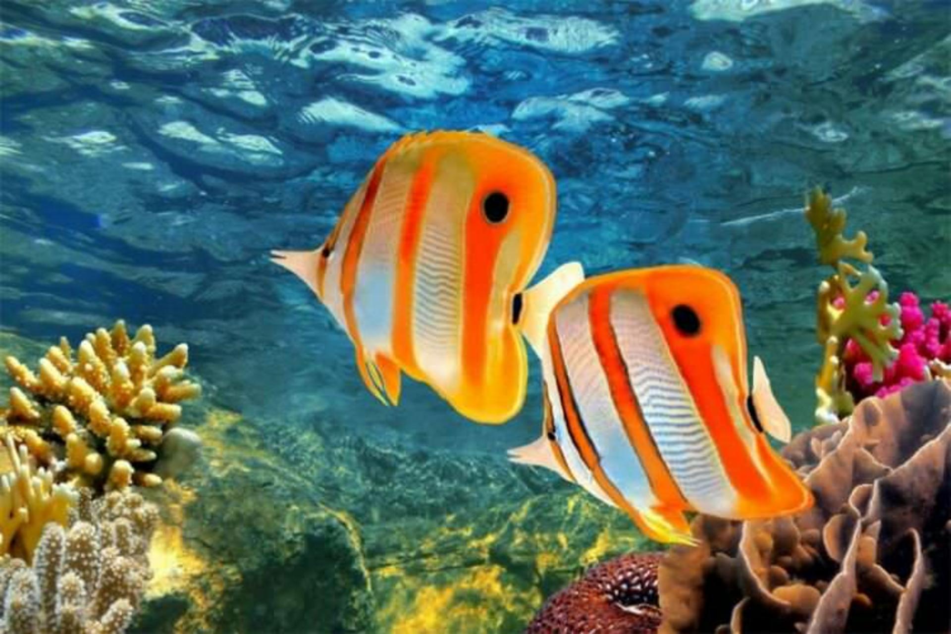 2015-07-wpid-aquatic_barrier