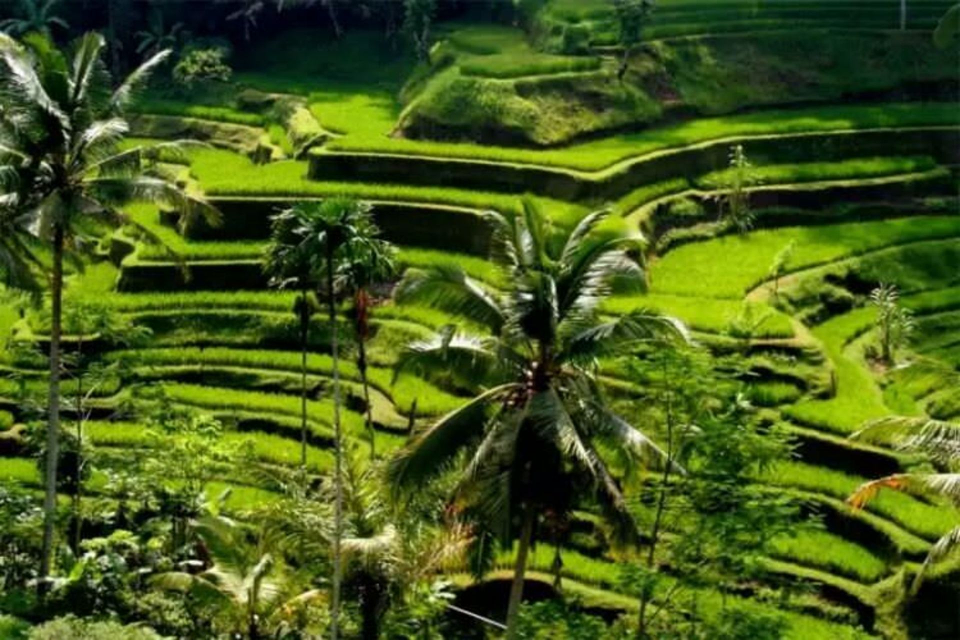 2015-07-wpid-bali3