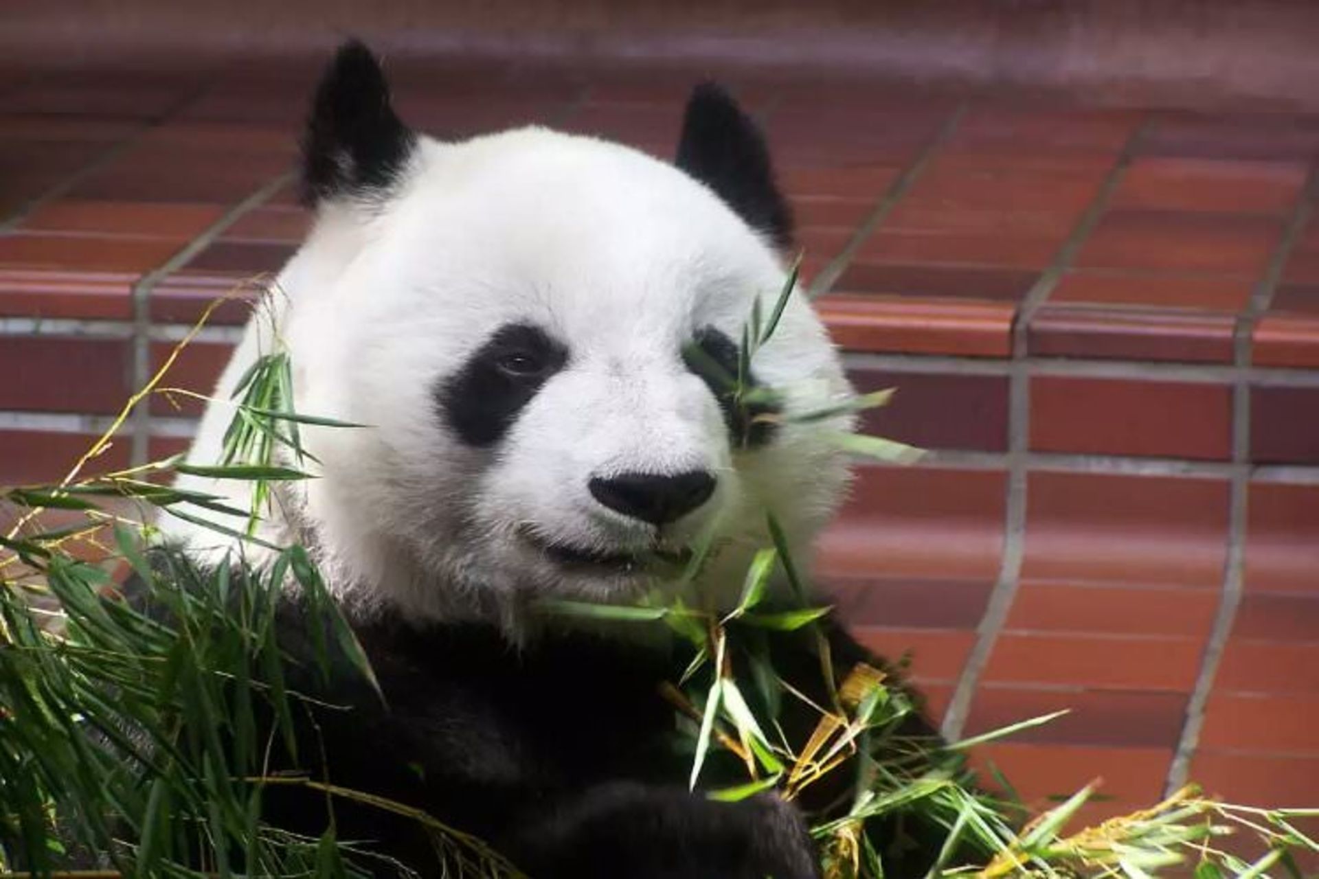 2015-07-wpid-giant_panda_having_lunch_resize_20150729_220038