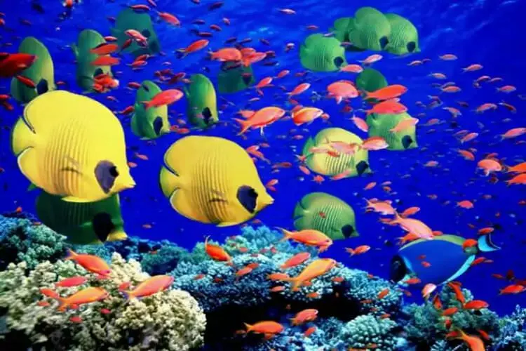 2015-07-wpid-great_barrier_reef_queensland
