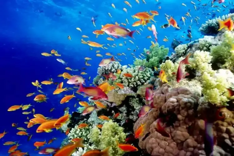 2015-07-wpid-great_barrier_reef_queensland2
