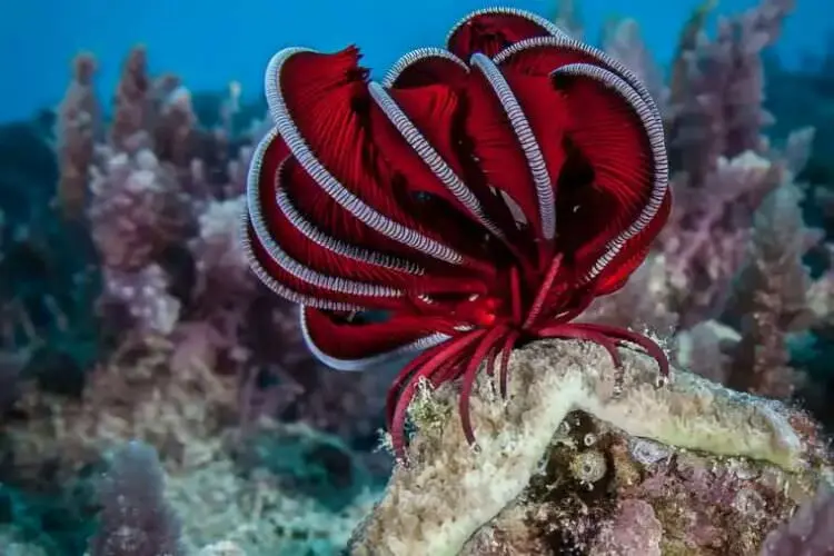 2015-07-wpid-great_barrier_reef_queensland3