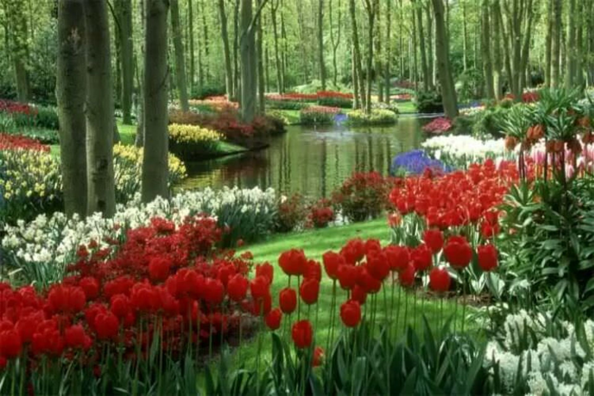 2015-07-wpid-keukenhof