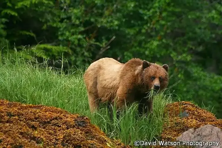 2015-07-wpid-khutzeymateen3_canada