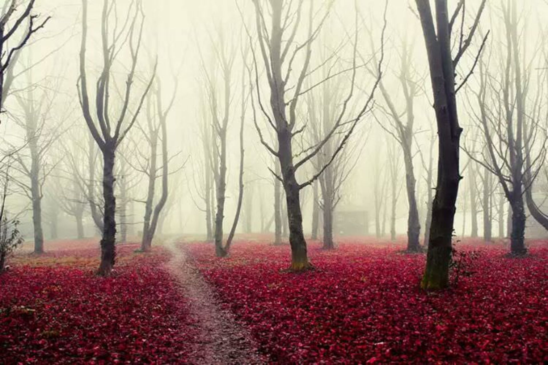 2015-07-wpid-mysterious_forest10