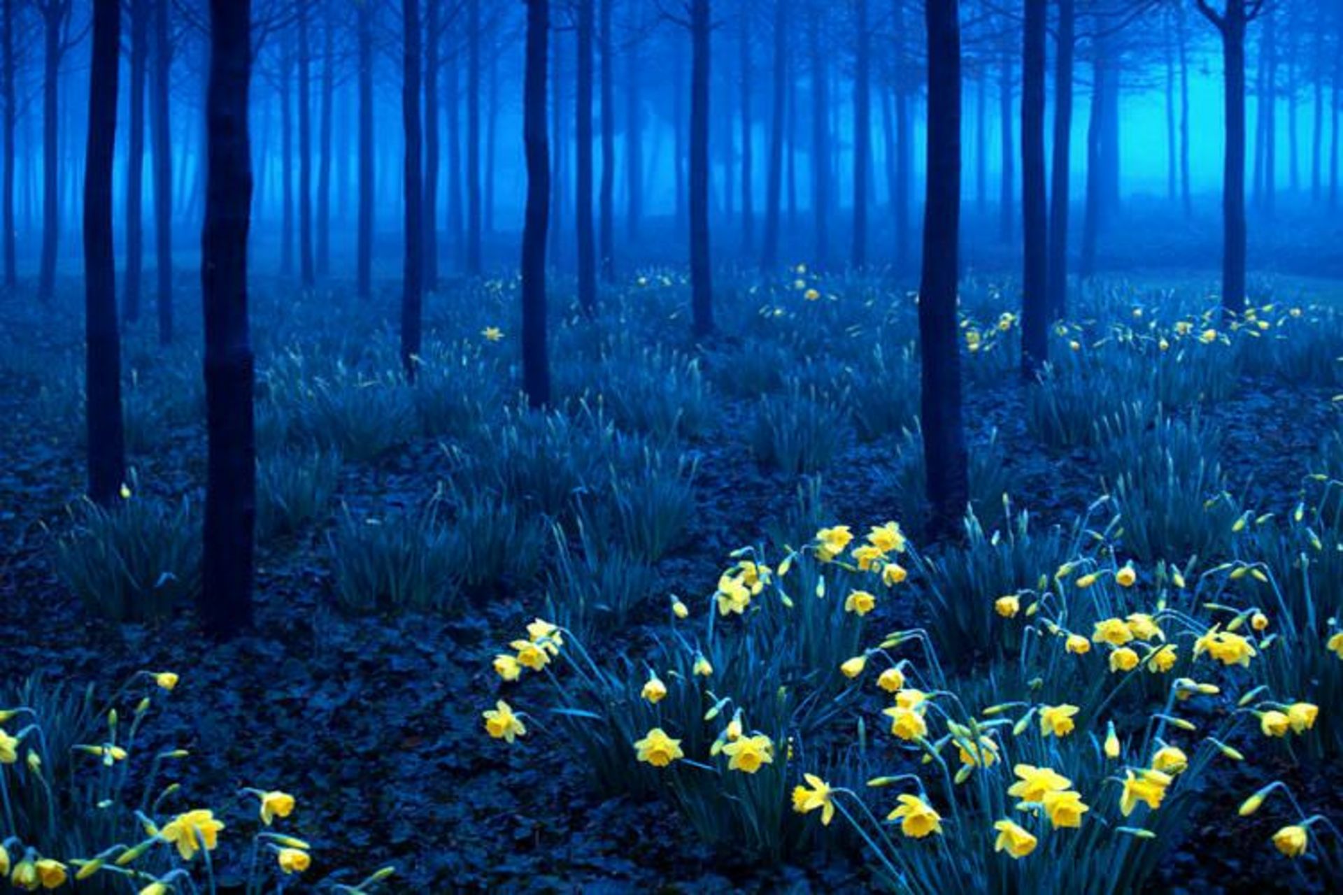 2015-07-wpid-mysterious_forest11
