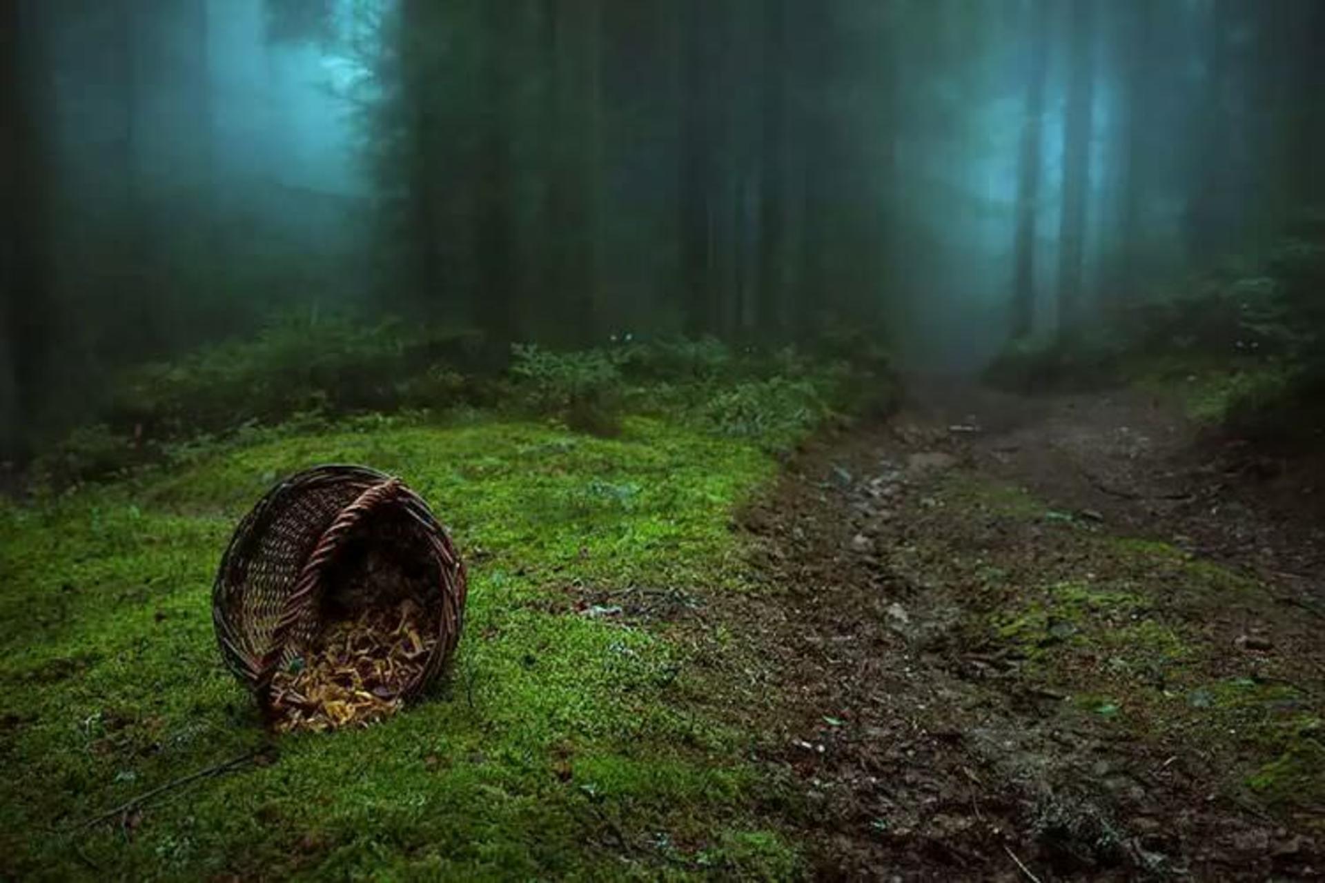 2015-07-wpid-mysterious_forest12