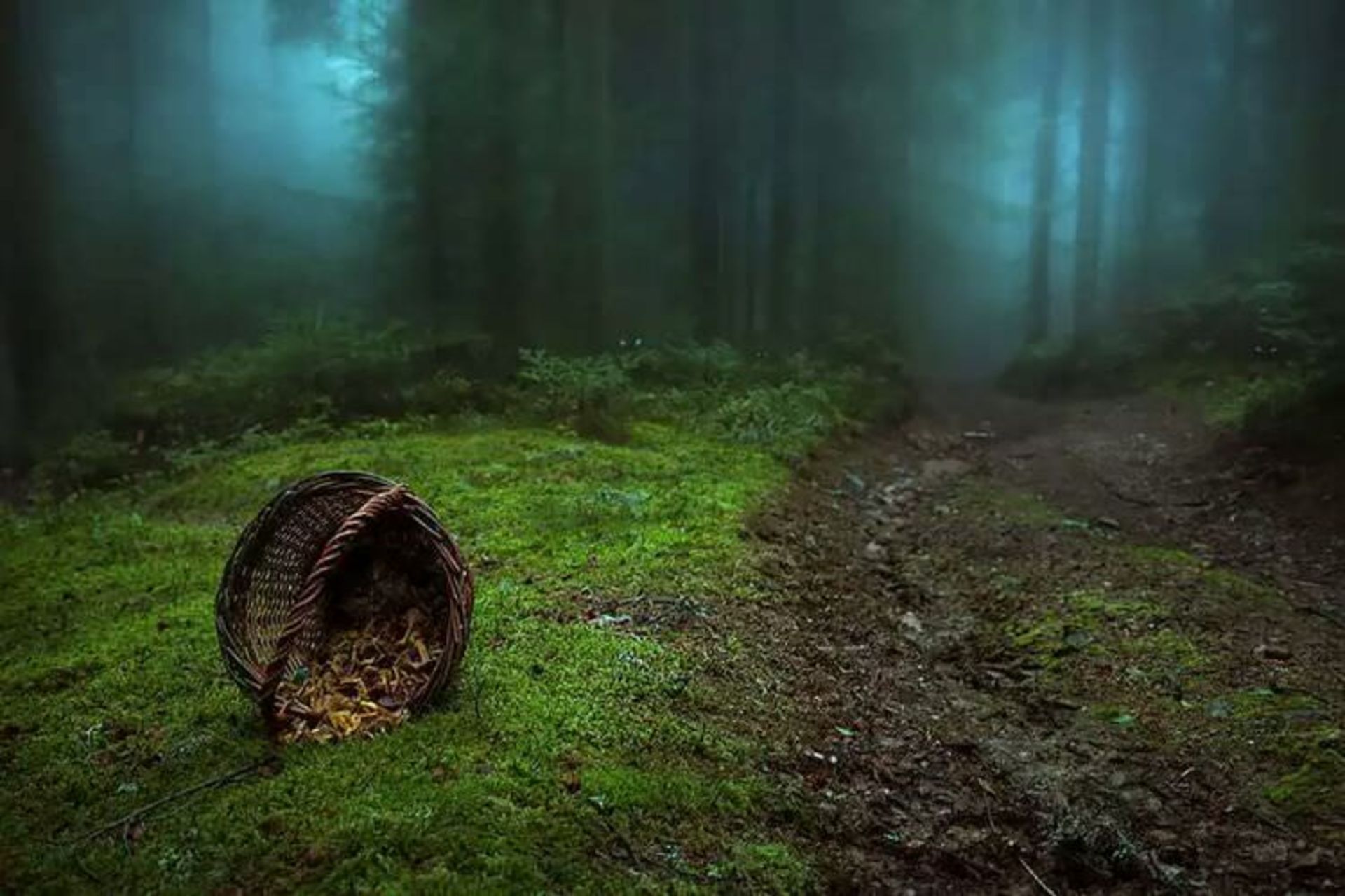 2015-07-wpid-mysterious_forest12