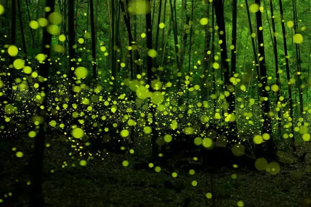 2015-07-wpid-mysterious_forest13