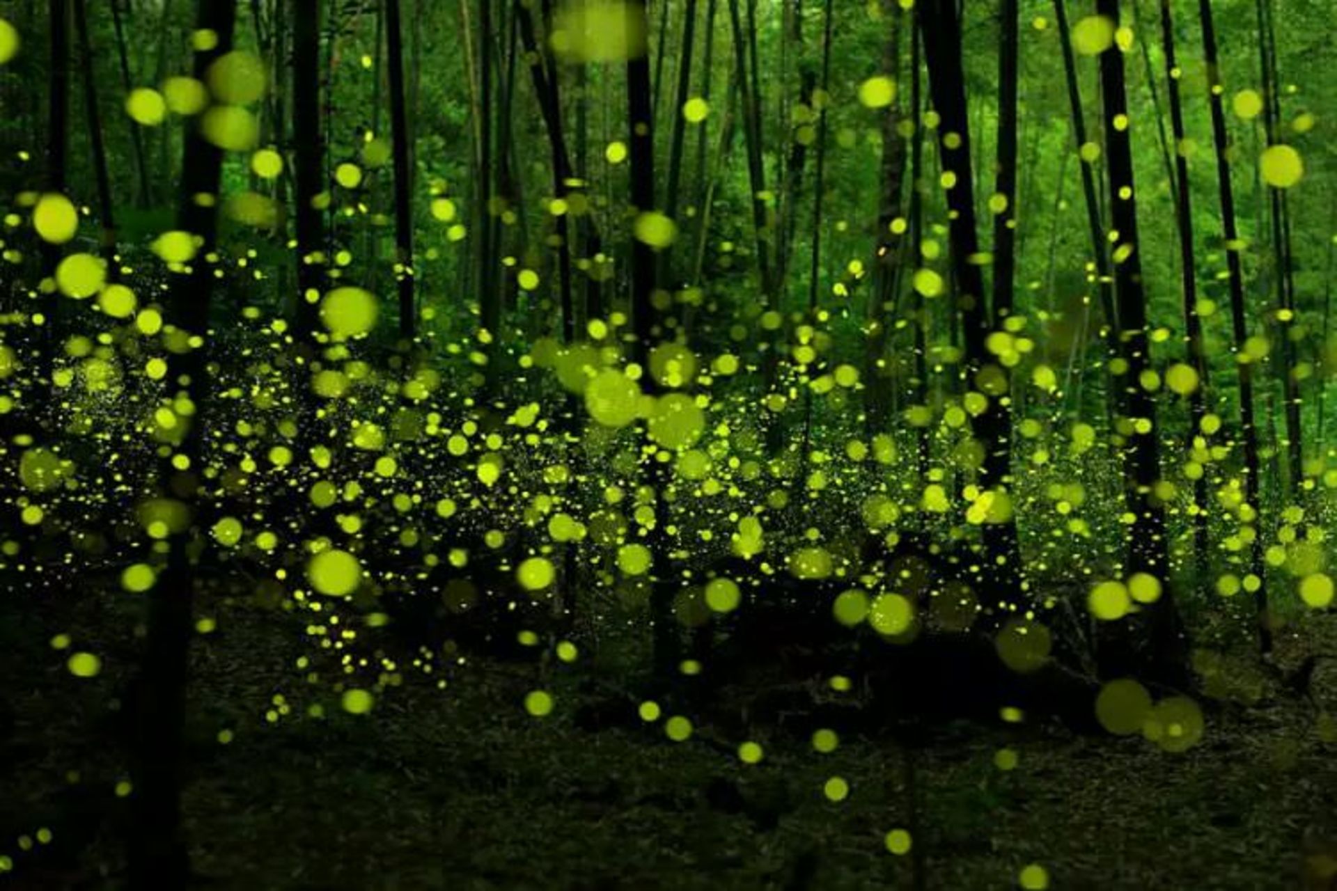 2015-07-wpid-mysterious_forest13