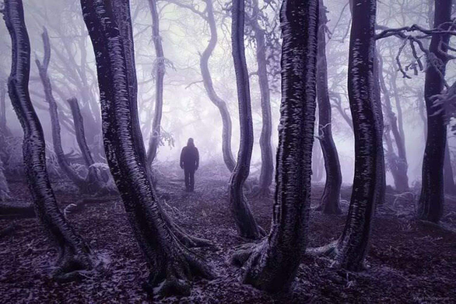 2015-07-wpid-mysterious_forest14