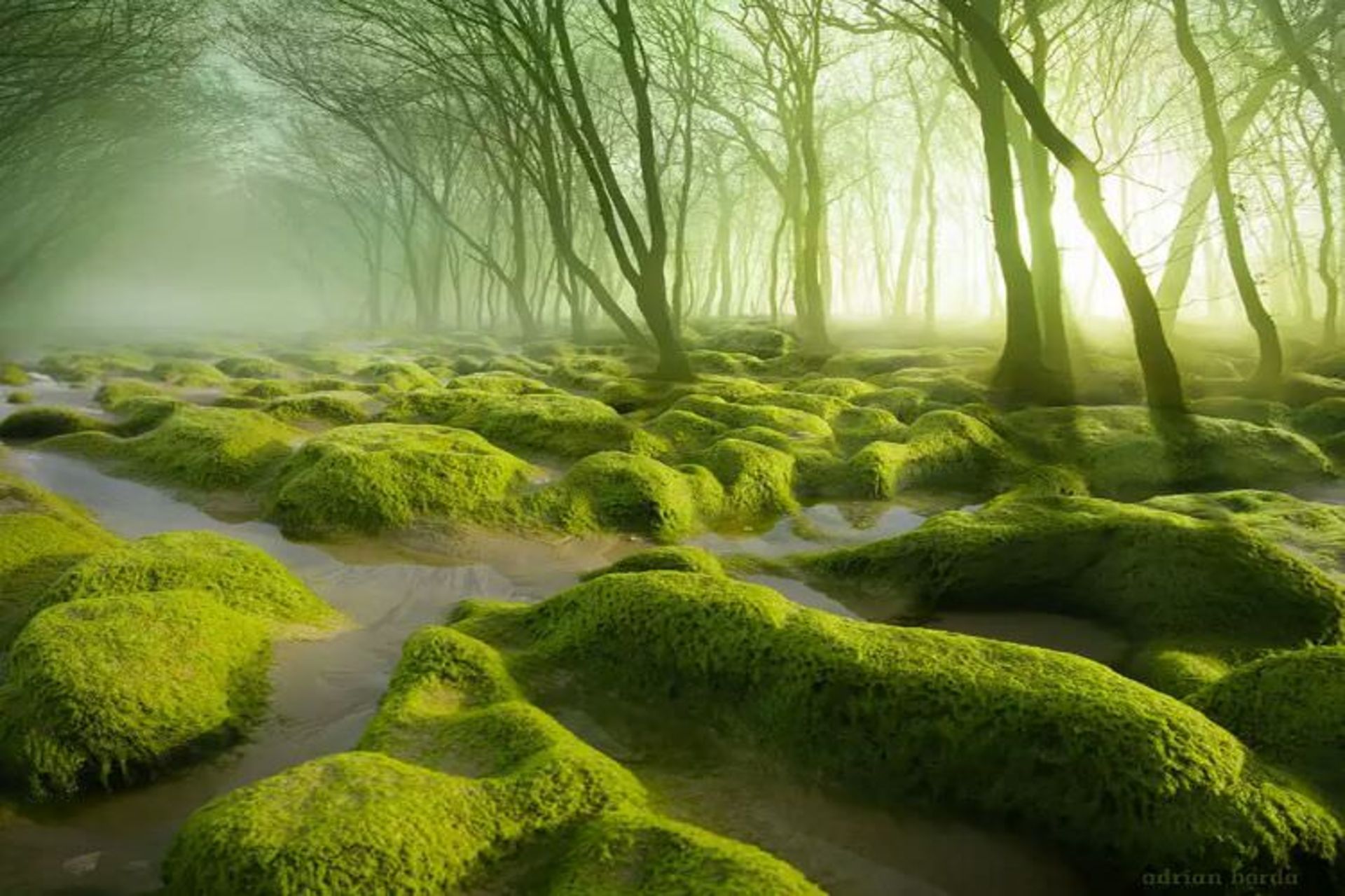 2015-07-wpid-mysterious_forest15