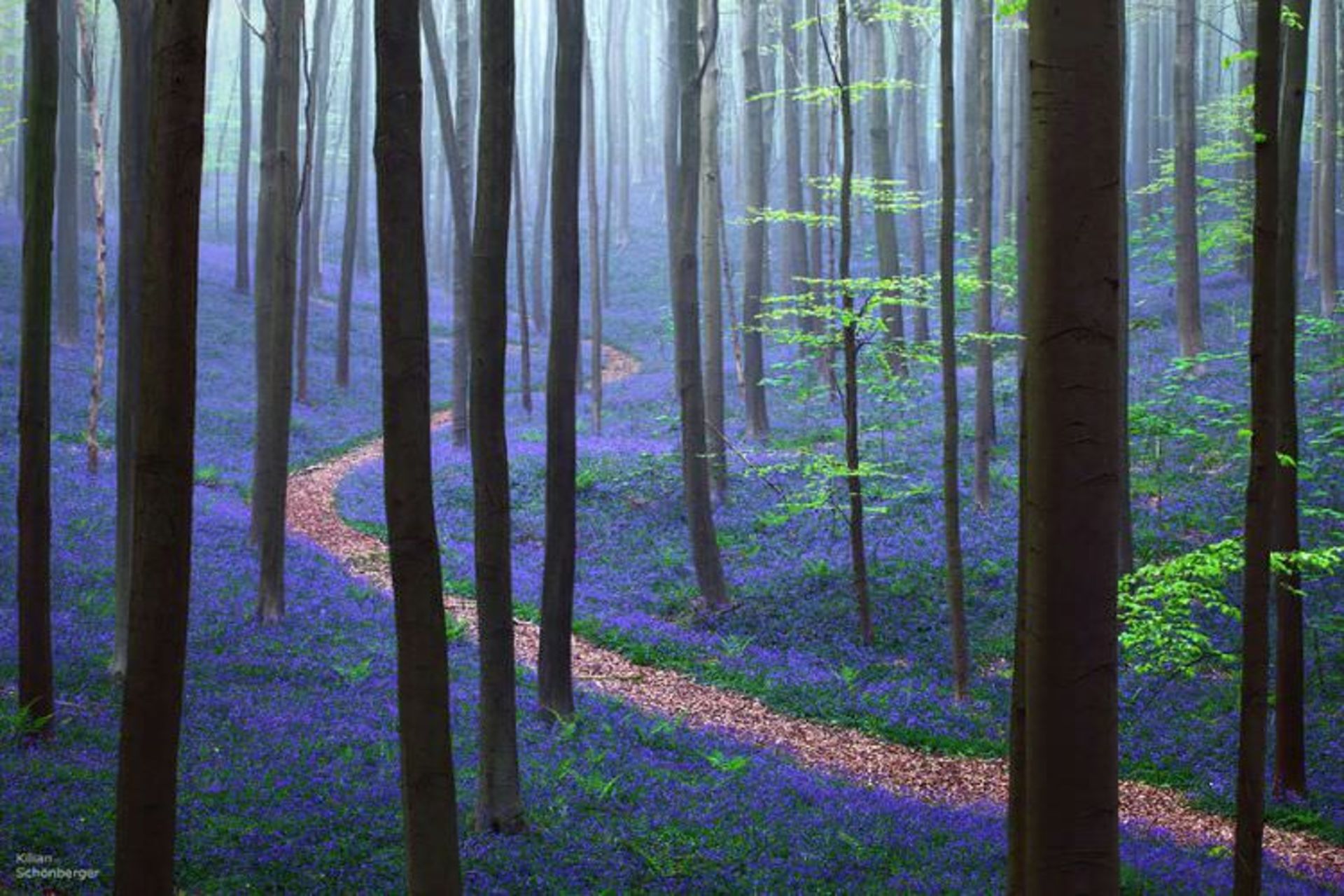 2015-07-wpid-mysterious_forest2