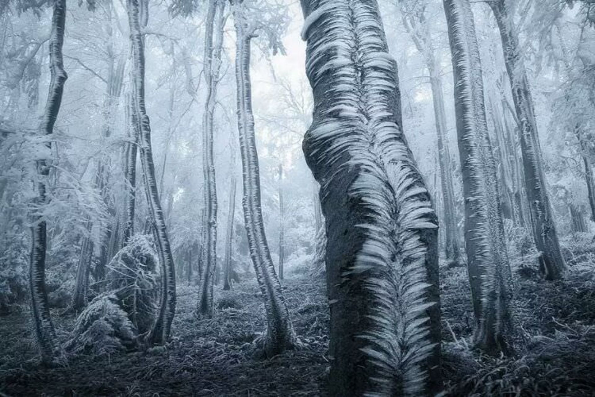 2015-07-wpid-mysterious_forest3